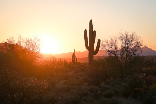 Phoenix AZ Dessert